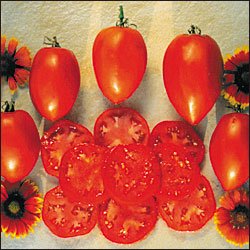 Organic Amish Paste Tomato Seeds 25 Count