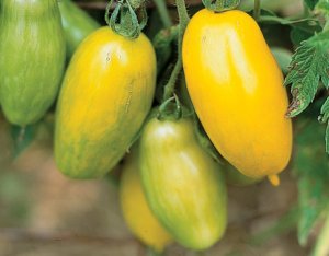 Organic Banana Legs Tomato Seeds 15 Count