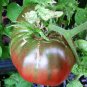 Organic Black from Tula Tomato Seeds 20 Count