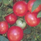 Organic Arkansas Traveler Tomato Seeds 15 Count