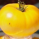 Organic Yellow Brandywine Tomato Seeds 15 Count