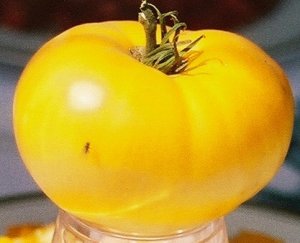 Organic Yellow Brandywine Tomato Seeds 15 Count