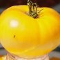 Organic Yellow Brandywine Tomato Seeds 15 Count