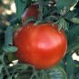 Organic Bonny Best Tomato Seeds 15 Count