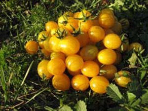 Organic Blondkopfchen Tomato Seeds 20 Count