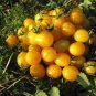 Organic Blondkopfchen Tomato Seeds 20 Count