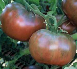 Organic Cherokee Purple Tomato Seeds 20 Count