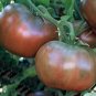 Organic Cherokee Purple Tomato Seeds 20 Count