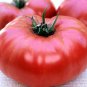 Organic Brandywine (Sudduth's Strain) Tomato Seeds 15 Count