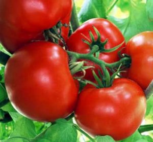 Organic Box Car Willie Tomato Seeds 15 Count