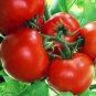 Organic Box Car Willie Tomato Seeds 15 Count