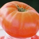 Organic Cuostralee Tomato Seeds 15 Count