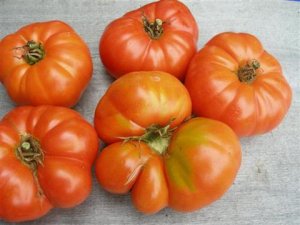 Organic Crimson Cushion Tomato Seeds 15 Count