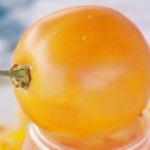 Organic Djena Lees Golden Girl Tomato Seeds 15 Count