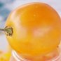 Organic Djena Lees Golden Girl Tomato Seeds 15 Count