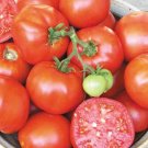 Organic Earliana Tomato Seeds 15 Count