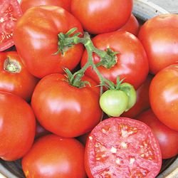 Organic Earliana Tomato Seeds 15 Count