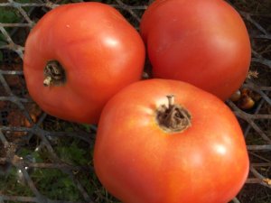 Organic Druzba Tomato Seeds 15 Count
