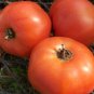 Organic Druzba Tomato Seeds 15 Count