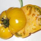 Organic Elbe Tomato Seeds 20 Count
