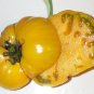 Organic Elbe Tomato Seeds 20 Count