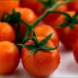 Organic Cherry Roma Tomato Seeds 20 Count
