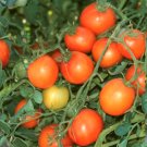 Organic Flamme Tomato Seeds 15 Count