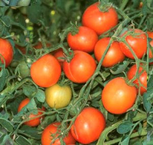 Organic Flamme Tomato Seeds 15 Count