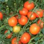Organic Flamme Tomato Seeds 15 Count