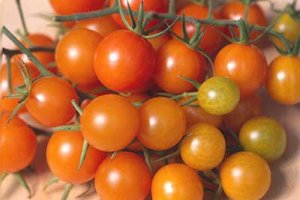 Organic Golden Gem Tomato Seeds 15 Count
