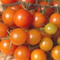 Organic Golden Gem Tomato Seeds 15 Count