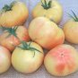 Organic Golden Queen Tomato Seeds 15 Count