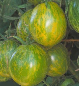 Organic Green Zebra Tomato Seeds 15 Count