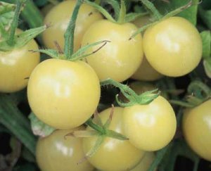 Organic Dr. Carolyn Tomato Seeds 15 Count