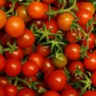 Organic Tiny Tim Tomato Seeds 15 Count