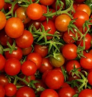 Organic Tiny Tim Tomato Seeds 15 Count