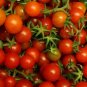 Organic Tiny Tim Tomato Seeds 15 Count
