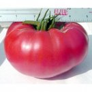 Organic Tiffin Mennonite Tomato Seeds 10 Count
