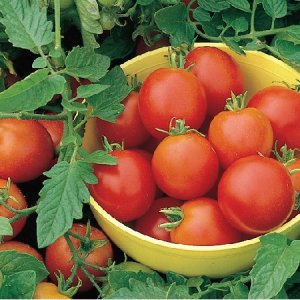 Organic Moneymaker Tomato Seeds 20 Count
