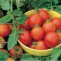 Organic Moneymaker Tomato Seeds 20 Count