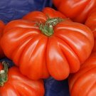 Organic Goldman\'s Italian-American Tomato Seeds 15 Count