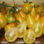 Organic Yellow Pear Tomato Seeds 15 Count