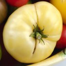 Organic White Wonder Tomato Seeds 20 Count