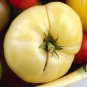 Organic White Wonder Tomato Seeds 20 Count