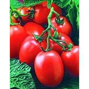 Organic Window Box Red Tomato Seeds 15 Count