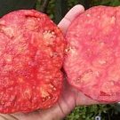 Organic Soldacki Tomato Seeds 15 Count
