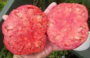 Organic Soldacki Tomato Seeds 15 Count