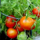 Organic Silvery Fir Tree Tomato Seeds 20 Count