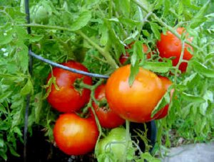 Organic Silvery Fir Tree Tomato Seeds 20 Count