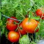 Organic Silvery Fir Tree Tomato Seeds 20 Count
